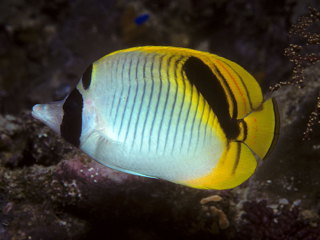 Chaetodon oxycephalus (Pesce farfalla dalla fronte macchiata)